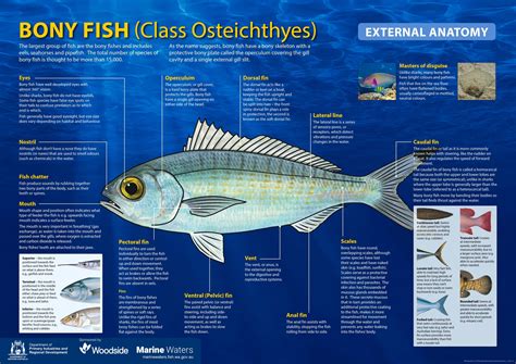 Bony Fish Facts .